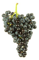 grappolo uva nero d'avola